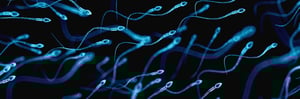 image of sperm