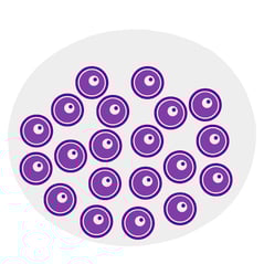 Eggs at the age of 30.