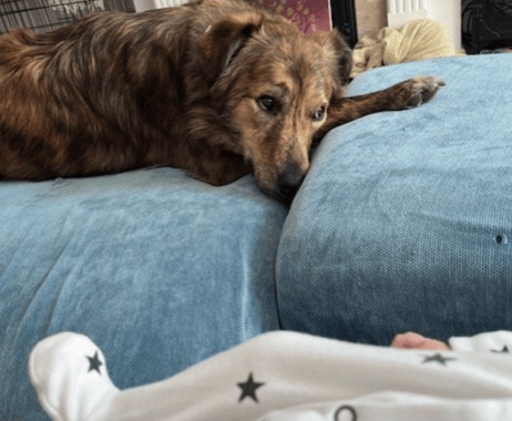 Nico, Heather and David's rescue dog from Macedonia, relaxing on the sofa while watching over the baby.